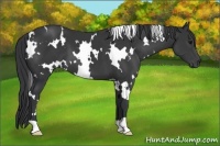 Horse Color:White Spotted Black 