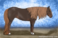 Horse Color:Liver Chestnut 