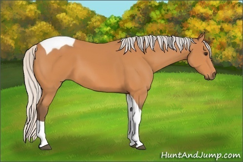 Horse Color: Silver Bay Tobiano 
