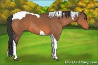 Horse Color:Bay Tobiano 