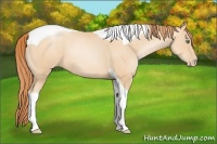 Horse Color:Classic Champagne Pearl Tobiano 