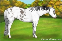 Horse Color:Grullo Sabino 