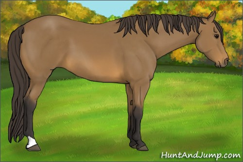 Horse Color: Unknown 