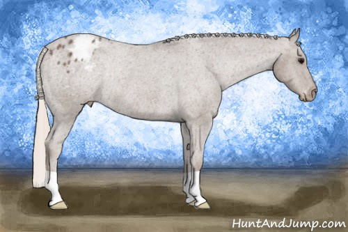 Horse Color: Silver Black Blanket Rabicano 