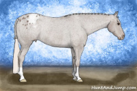Horse Color:Silver Black Appaloosa Rabicano 