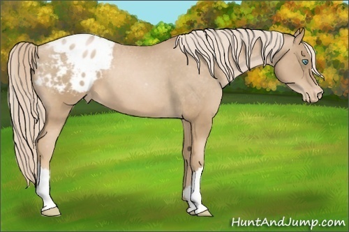 Horse Color: Chocolate Palomino Pearl Blanket 