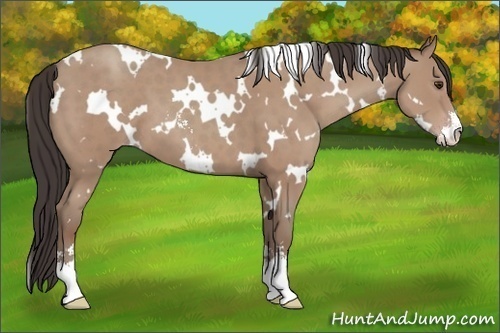Horse Color: White Spotted Classic Champagne Sabino 