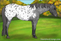 Horse Color:Blue Roan Near Leopard Rabicano 