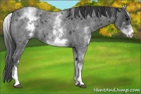 Horse Color:White Spotted Blue Roan 