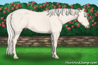 Horse Color:Cremello Dun 
