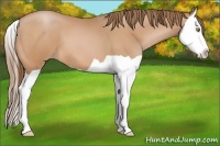 Horse Color:Bay Pearl Splash 