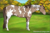 Horse Color:White Spotted Classic Champagne 