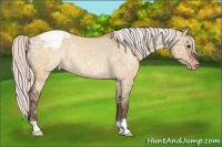 Horse Color:Silver Brown Ice Dun Appaloosa Rabicano 