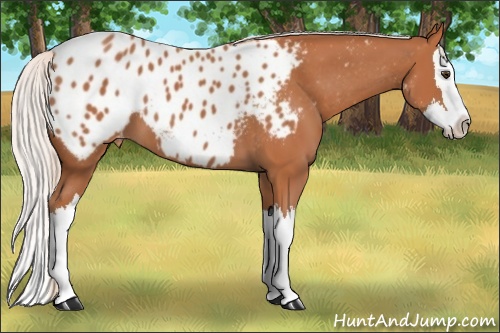Horse Color:Silver Bay Splash Appaloosa