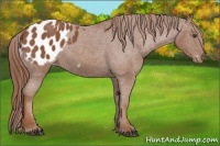 Horse Color:Chestnut Appaloosa 