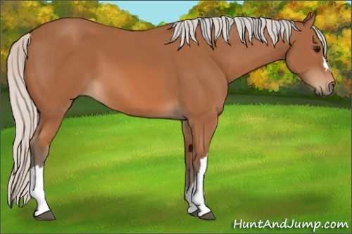Horse Color:Silver Bay 