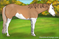 Horse Color:Chestnut Splash