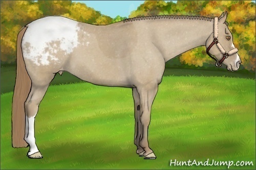 Horse Color: Classic Cream Champagne Snowcap 