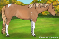Horse Color:Chestnut Tobiano Rabicano