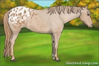 Horse Color:Chestnut Blanket 