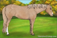 Horse Color:Chestnut Blanket 