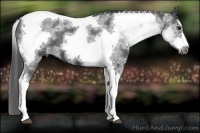 Horse Color:White Spotted Black Splash Tobiano Frame Appaloosa