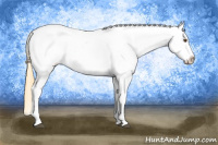 Horse Color:Buckskin Roan Dun Frame Appaloosa