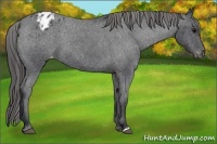 Horse Color:Blue Roan Appaloosa 