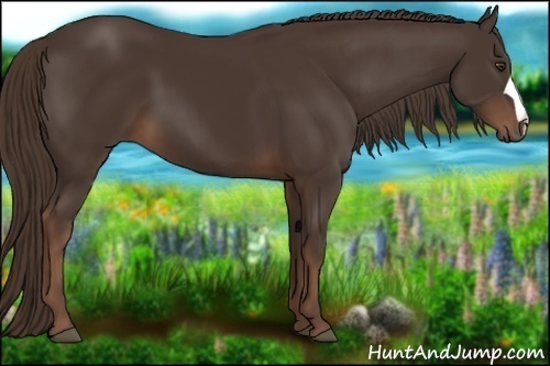 Horse Color:Liver Chestnut 