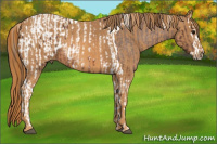 Horse Color:Bay Splash Tobiano Appaloosa  Brindle