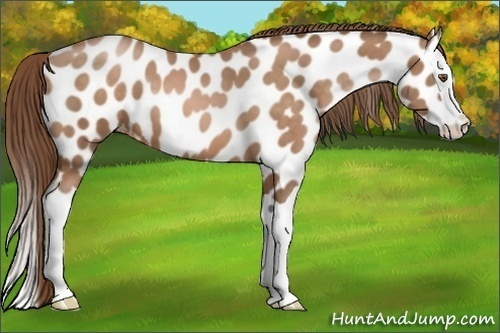 Horse Color: Brown Pearl Splash Leopard 