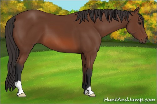 Horse Color: Unknown 