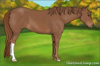 Horse Color:Chestnut 