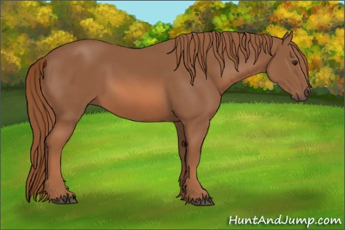 Horse Color: Chestnut 