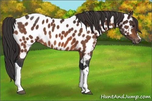 Horse Color: Unknown 