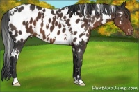 Horse Color:White Spotted Liver Chestnut Near Leopard 