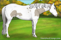 Horse Color:Classic Cream Champagne Splash Tobiano 