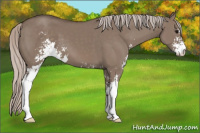 Horse Color:Silver Brown Dun Sabino 