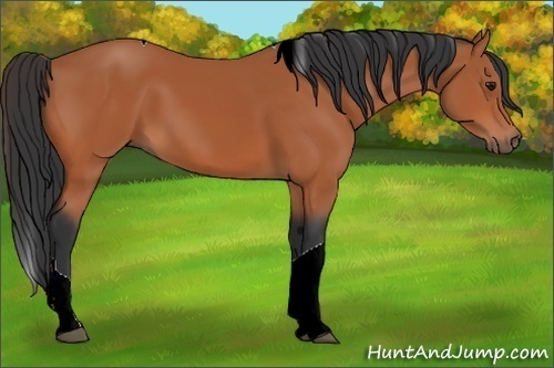 Horse Color: Bay Tobiano 