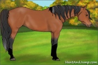 Horse Color:Bay Tobiano 