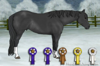 Horse Color:Brown Tobiano Rabicano
