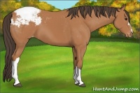 Horse Color:Bay Snowcap 