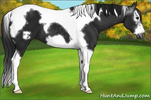 Horse Color:Gray Black Splash Tobiano Frame 