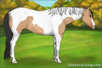Horse Color:Bay Dun Tobiano 