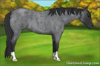 Horse Color:Blue Roan 