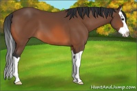 Horse Color:Bay Splash 