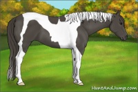 Horse Color:Smoky Black Tobiano