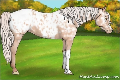 Horse Color: Silver Sable Champagne Ice Blanket 