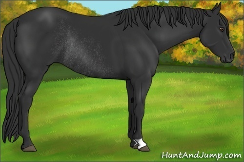 Horse Color: Liver Chestnut Rabicano 