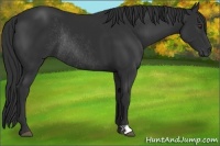 Horse Color:Liver Chestnut Rabicano 